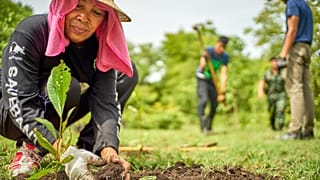 Planting more trees isn't the catch-all answer to carbon capture, but it could be part of the solution.