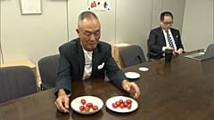 Japonya'da GDO'lu domatesler sofralarda yer almaya başladı