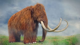 Woolly mammoths are being resurrected by scientists to combat climate change.