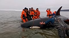 Walbaby in Russland gerettet