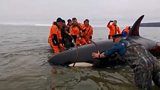 تصاویری از نجات یک بچه «نهنگ قاتل» که در نزدیکی ساحل شرق روسیه گیر افتاده بود