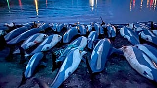 White-sided dolphins lie dead on the Eysturoy beach after the slaughter on Sunday, September 12.