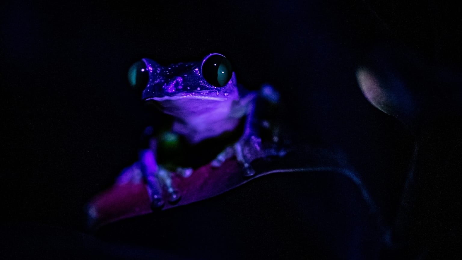 The morelet's tree frog as it appears under ultraviolet light. 