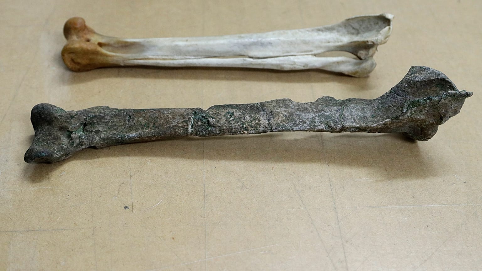 The fossil of a similar species, a tibiotarsus, bottom, is displayed next to a similar bone for an Emperor Penguin in Christchurch, New Zealand, Wednesday, Aug. 14, 2019. 