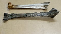 The fossil of a similar species, a tibiotarsus, bottom, is displayed next to a similar bone for an Emperor Penguin in Christchurch, New Zealand, Wednesday, Aug. 14, 2019. 