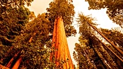 Γιγάντια σεκόγια στο Lost Grove της Καλιφόρνιας