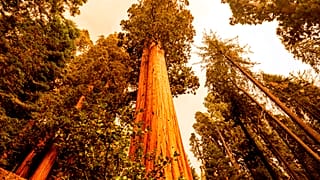 La Californie espère sauver ses emblématiques séquoias géants des incendies