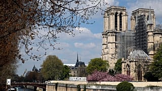 Oito carvalhos de 20 metros com destino à Catedral de Notre-Dame