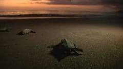 Praia Ribeira das Pratas