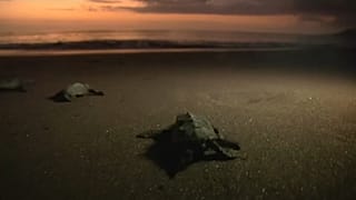 Praia Ribeira das Pratas