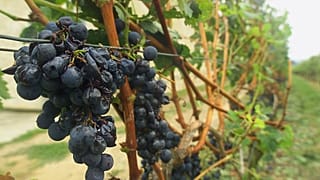 Hail damaged grapes at Château Angelus in Saint-Emilion in 1999