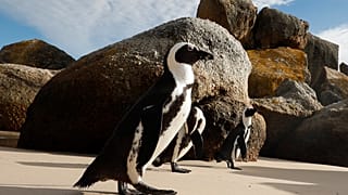 Pápaszemes pingvinek Fokváros Boulders Beach nevű tengerpartján 2018. április 20-án. Az egyetlen afrikai pingvinfaj, jelenleg 1700 körüli egyedet tartanak nyilván