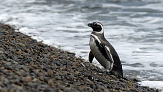 Güney Afrika pengueni