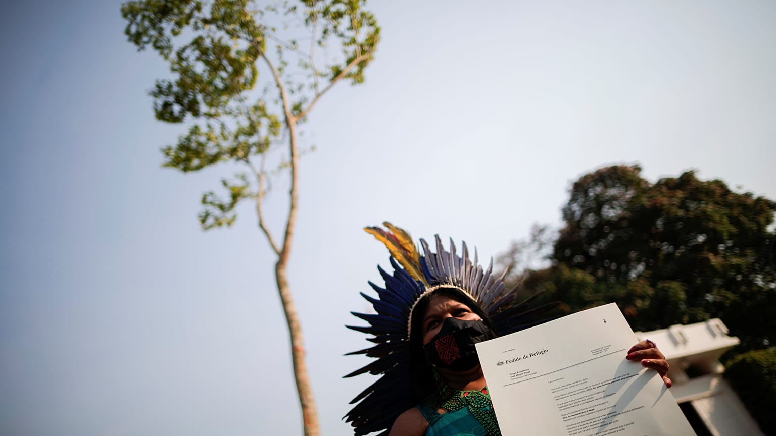 A Jatoba tree, originally from the Amazon, is placed in front of the Norwegian Embassy.