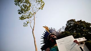 A Jatoba tree, originally from the Amazon, is placed in front of the Norwegian Embassy.