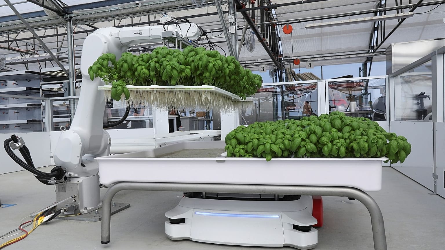 A robotic arm system named Ada lifts Genovese Basil plants for its roots to be inspected at the Iron Ox greenhouse in Gilroy, California.