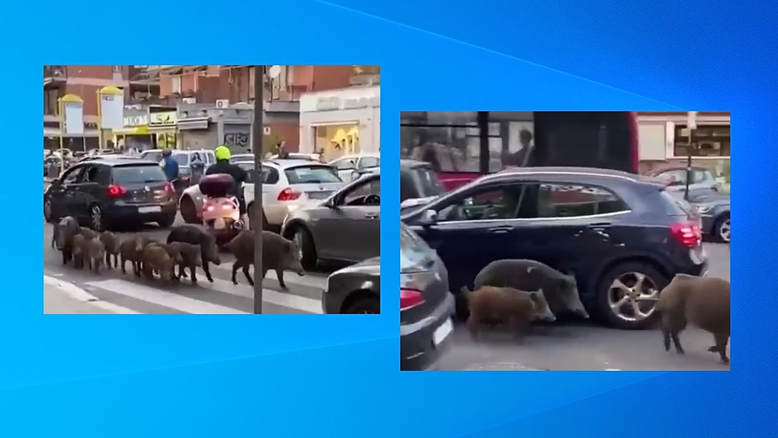 Vaddisznók Róma utcáin