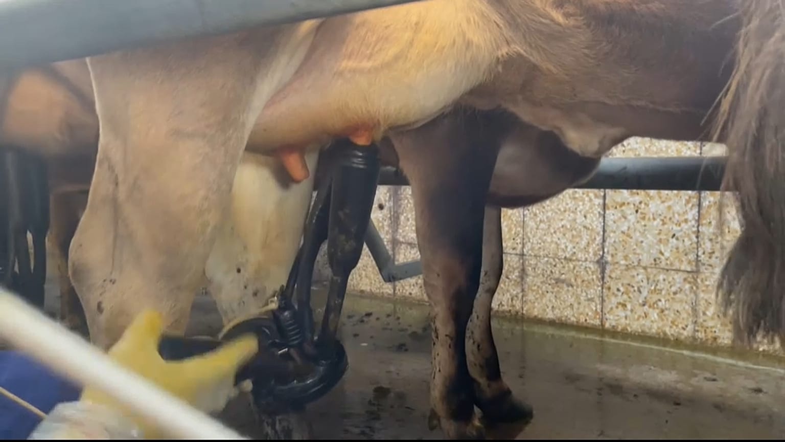  Une vache laitière au Royaume-Uni