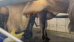  Une vache laitière au Royaume-Uni
