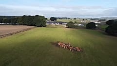 Milchwirtschaft in Grossbritannien