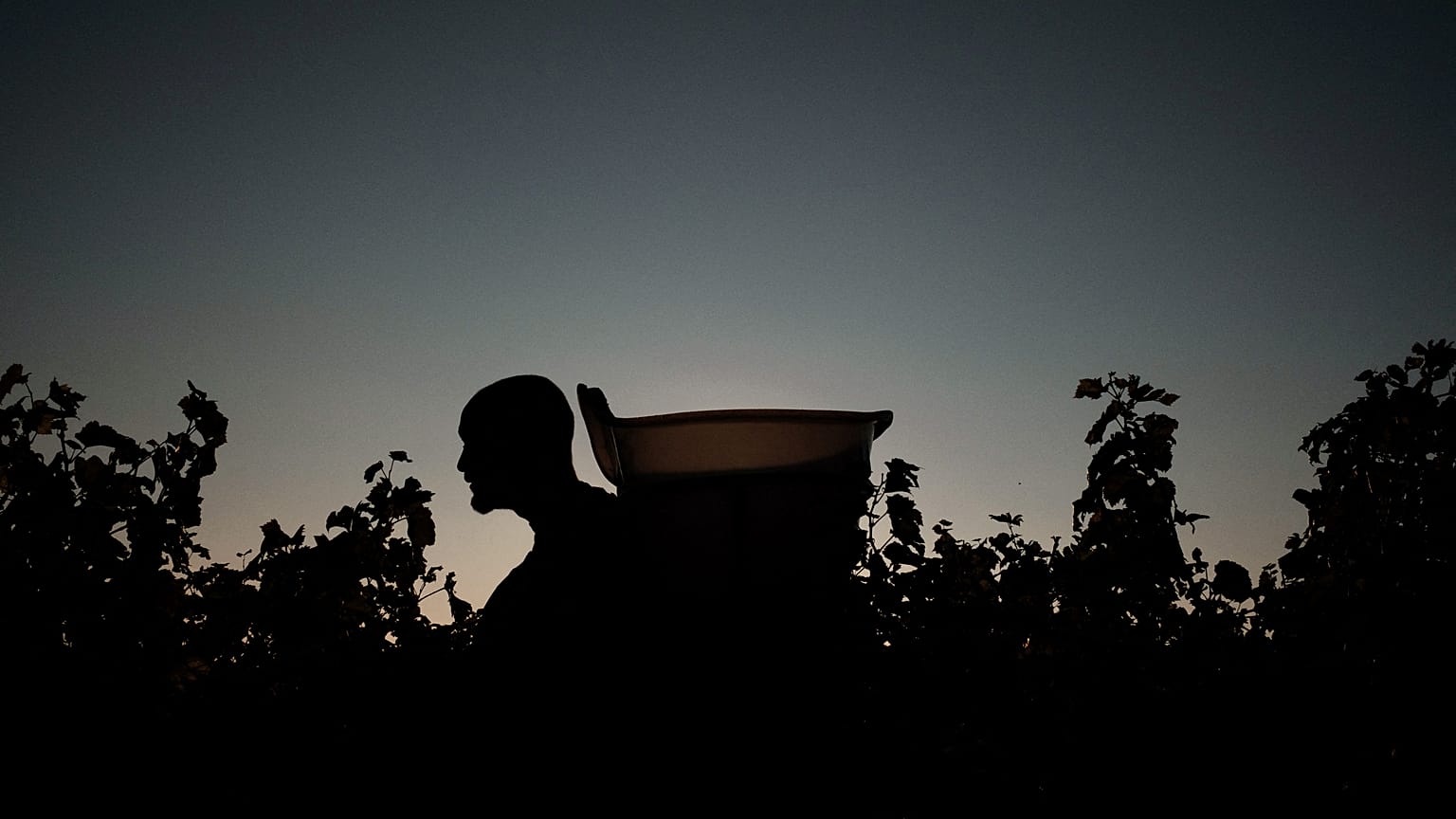 A man at work during the wine harvest in the Domaine Cheveau on September 22, 2021 in Solutre-Pouilly