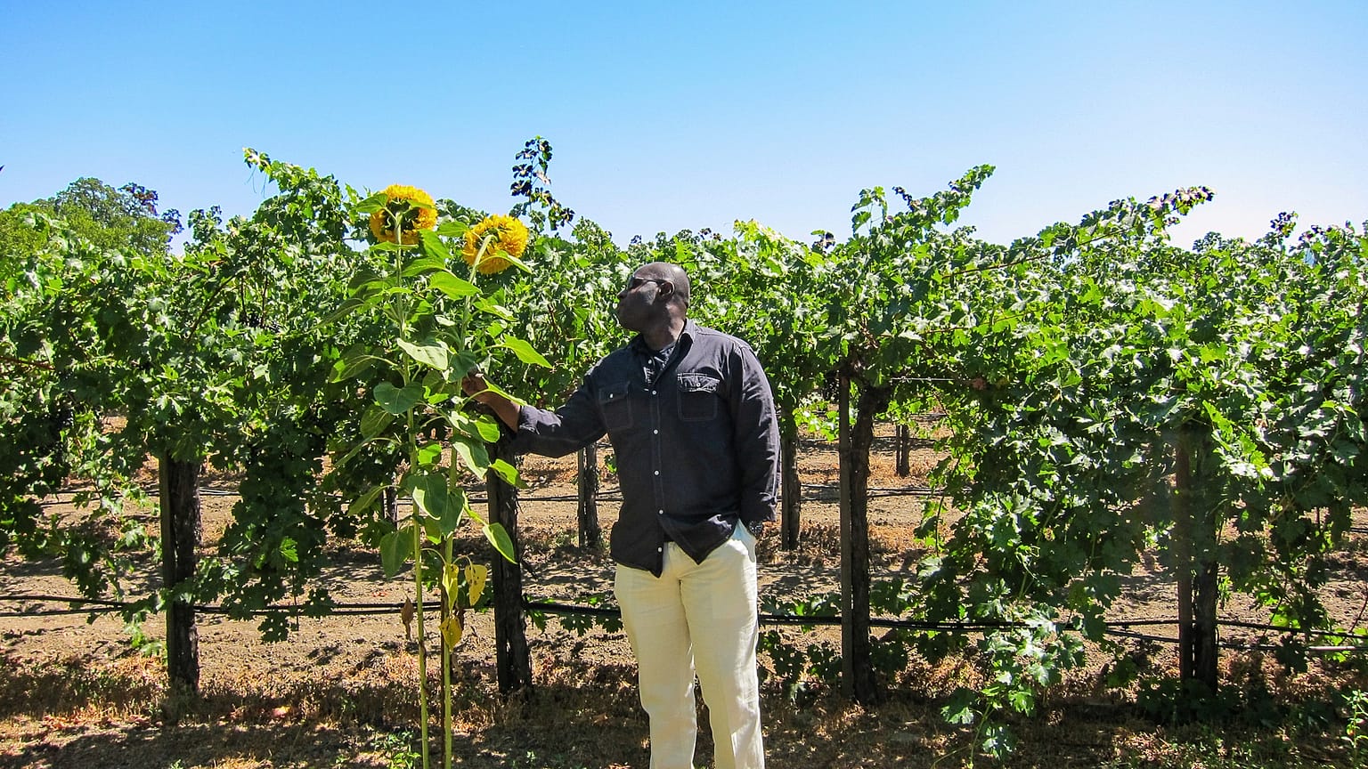 Environmental volatility is detrimental to wine-making.