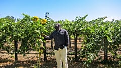 Environmental volatility is detrimental to wine-making.