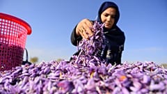 عاملة أفغاني تفرز أزهار الزعفران في حقل على مشارف هرات، أفغانستان، 13 نوفمبر/ تشرين الثاني 2018 