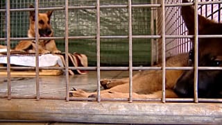 Perros rescatados bajo el volcán Cumbre Vieja