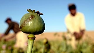 کشت خشخاش در افغانستان