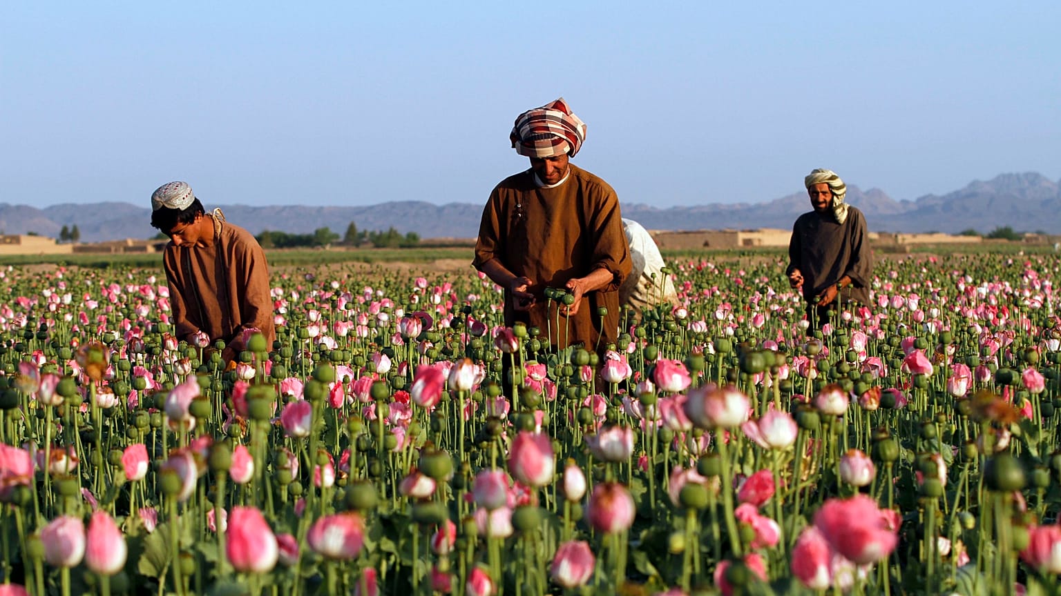 Afganistan'da bir afyon tarlası