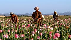 Afganistan'da bir afyon tarlası
