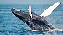 The "whales" in this case are large financial institutions and not the oceangoing mammals