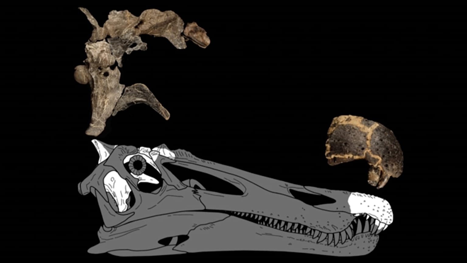 İki yeni dinozor türü keşfedildi