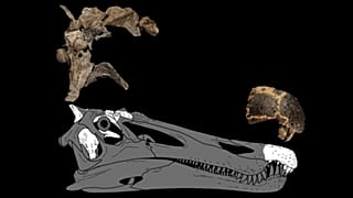 İki yeni dinozor türü keşfedildi
