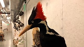 دارکوب نوک عاجی 