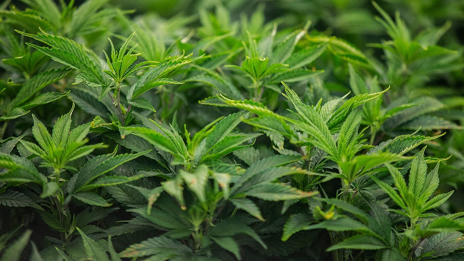 Cannabis plants grow in Iowa's first facility for producing medical marijuana products, MedPharm Iowa, during its ribbon cutting event on Thursday, Nov. 1, 2018