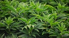 Cannabis plants grow in Iowa's first facility for producing medical marijuana products, MedPharm Iowa, during its ribbon cutting event on Thursday, Nov. 1, 2018