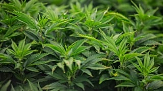Cannabis plants grow in Iowa's first facility for producing medical marijuana products, MedPharm Iowa, during its ribbon cutting event on Thursday, Nov. 1, 2018