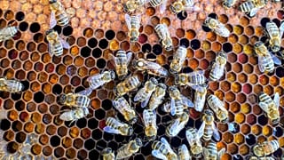 Bees congregate around a honeycomb. 