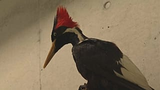 Picchio dal becco d'avorio: estinto