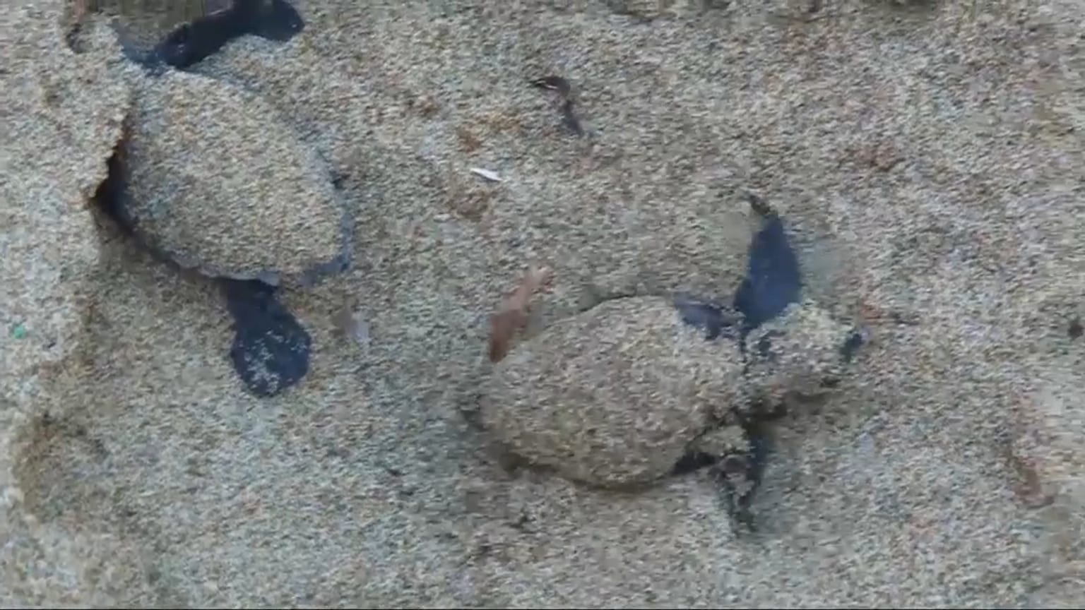Caretta Caretta a Jesolo