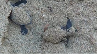 Caretta Caretta a Jesolo