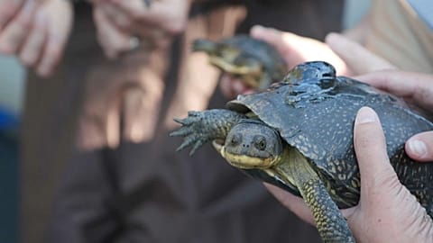  Des tortues mouchetées