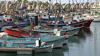 Más de 150 familias viven de las capturas de estos barcos que ahora están atracados en Tazacorte