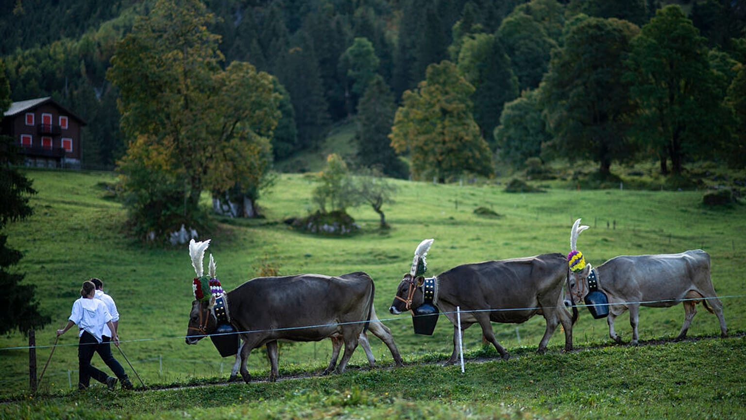 Alpabtrieb in der Schweiz