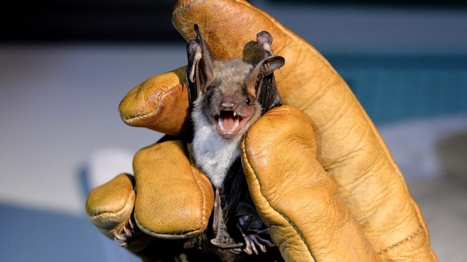 Fledermaus