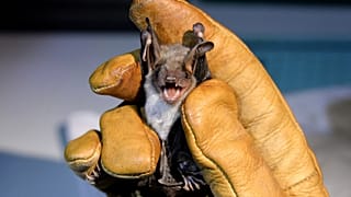Fledermaus