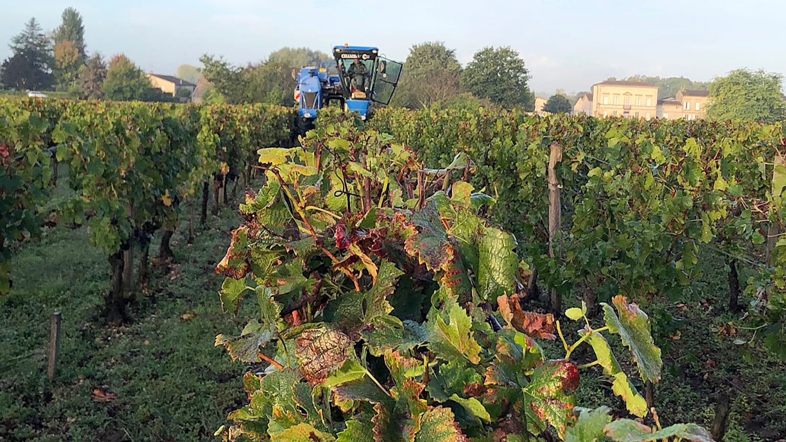 A marching during grape harvest Monday, Oct. 4, 2021 near Saint-Emiliion, western France. 