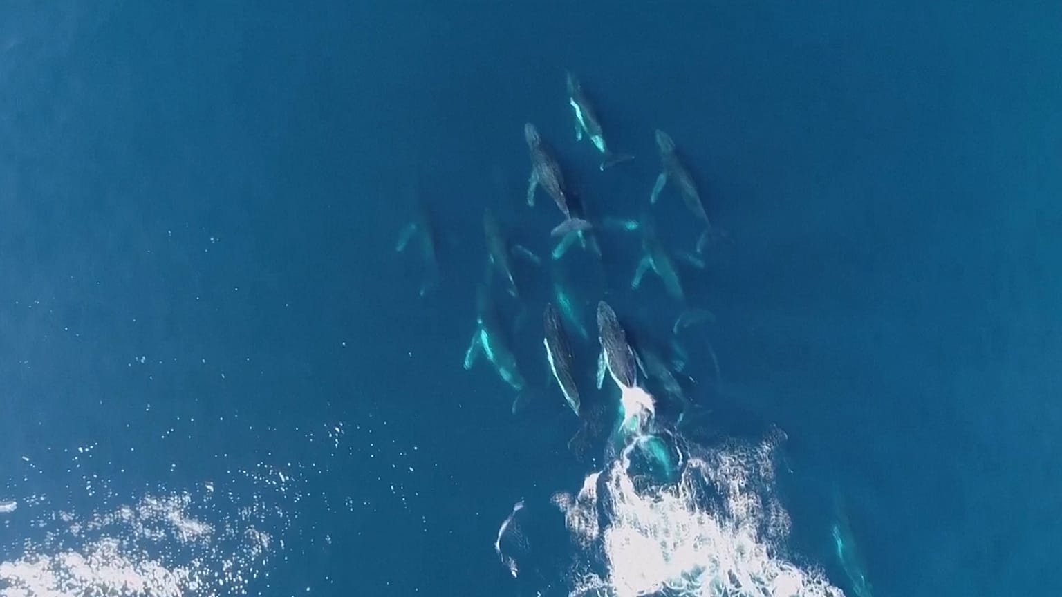 A pod of humpback whales off the coast of Brisbane, Australia